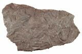 Ordovician Trilobite Mortality Plate (Pos/Neg) - Morocco #194105-1